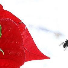 JULEHJØRNET - 3. DECEMBER
På Wikipedia kan man læse, at en flue der pludselig findes flyvende&hellip;